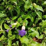 Thunbergia erecta Çiçek