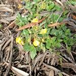 Helianthemum origanifolium Flor