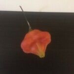 Capsicum baccatumFruit