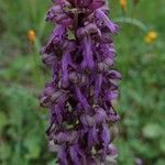 Himantoglossum robertianum Blomst