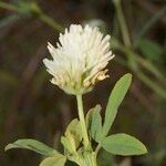 Trifolium squarrosum Květ