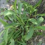 Solidago sempervirens Folla