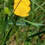 Ranunculus lanuginosusFiore