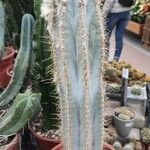 Pilosocereus leucocephalus Habit