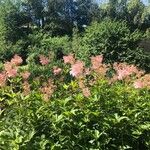 Filipendula rubra Habit