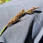 Carex frigida Mbuma