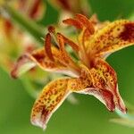 Lilium martagonFlor