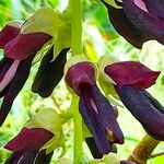 Mucuna pruriens Flower