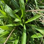 Solidago altissima Blatt