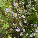 Symphyotrichum oolentangienseFlower