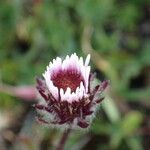 Erigeron uniflorus Кветка