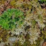 Saxifraga cotyledon 花