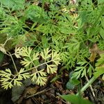 Conopodium majus Foglia