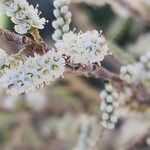 Tamarix mascatensis Flor