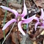 Cyclamen hederifoliumFlower