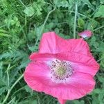 Papaver somniferum花