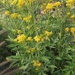 Patrinia scabiosifolia Elinympäristö