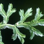 Selaginella viridula List
