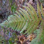 Polypodium californicum Hoja