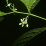 Solanum oppositifolium Flor