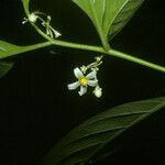 Solanum oppositifolium