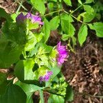 Mirabilis nyctaginea Лист