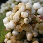 Callicarpa macrophylla Habitus