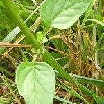 Prunella vulgaris Blad