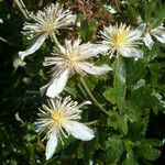 Clematis lasiantha Flor