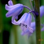 Hyacinthoides × massartiana Цвят