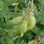 Astragalus penduliflorus ഫലം