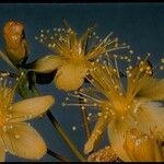 Hypericum scouleri Blüte