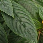 Impatiens auricoma Blad