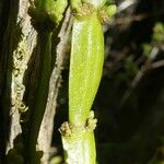 Korthalsella japonica Leaf