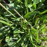 Armeria alpina Leaf