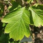 Crataegus maximowiczii Hoja