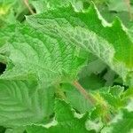 Urtica massaica Leaf