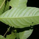 Quiina macrophylla List