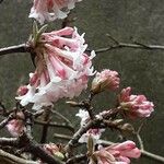 Viburnum × bodnantense Flor