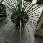 Agave stricta ഇല