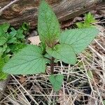 Scrophularia nodosa Habit