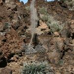 Echium wildpretii Habitus