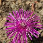 Delosperma cooperi Blüte