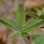 Baptisia bracteata Leaf