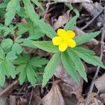 Anemonoides ranunculoidesŽiedas