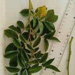 Rosa squarrosa Hábito
