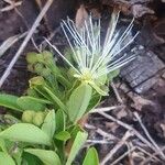 Maerua triphylla Λουλούδι