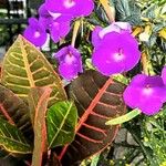 Achimenes longiflora Virág