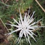 Cynara humilis Blomst