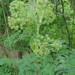 Angelica atropurpurea Λουλούδι